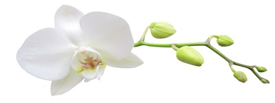 white orchid on stem