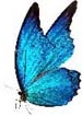 dark blue butterfly
