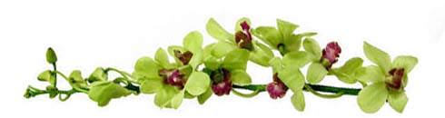 green orchids on stem